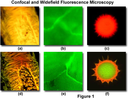 confocalintrofigure1