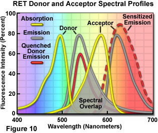 fluorescenceintro figure10