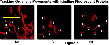 跟蹤細胞器運動的Kinfling熒光蛋白