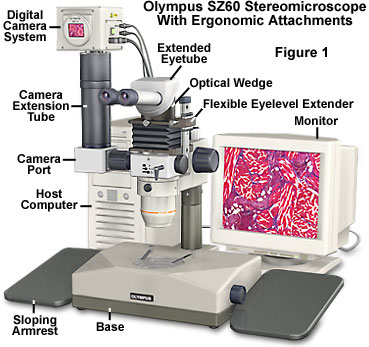 ergonomics figure1