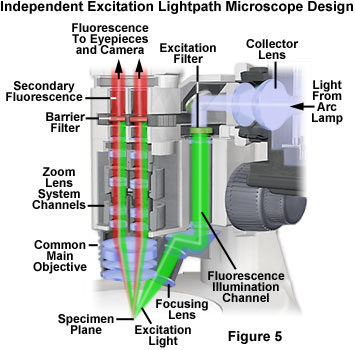 stereo fluorescence figure5