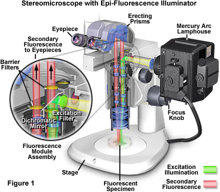 stereo fluorescence figure1