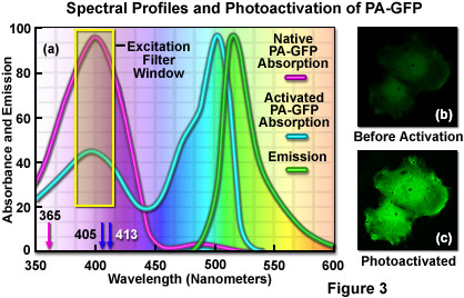 PA-GFP的光譜和光活化