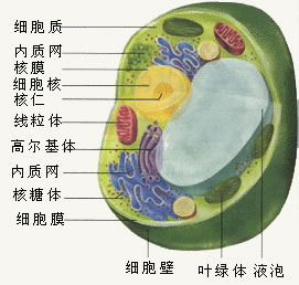 細(xì)胞結(jié)構(gòu)